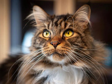 Baci Hairball - Finicky Cat 85g