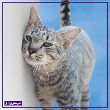 Feliway Classic Starter Kit
