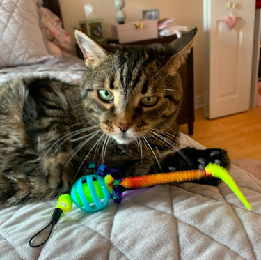 Chewmate Oral Care Floss & Treat Toothbrush Toy for Cats (2-Pack)