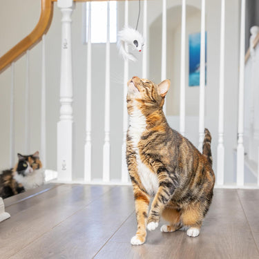 Spot® A-Door-Able Bouncing Mouse Cat Toy