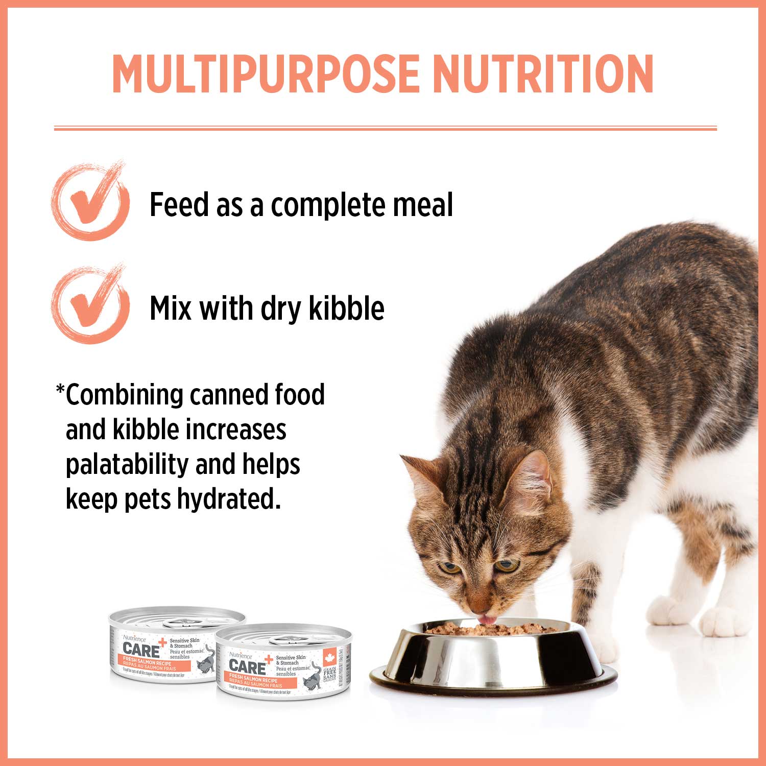 Corrective Feedings For Sensitive Cats photo