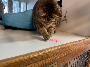 Riley & Rex 7 Function Flashlight & Laser Pointer
