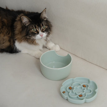 Dexypaws Raised Ceramic Cat Bowl with Slow Feeder, Flower, Sage Green 7.75 oz