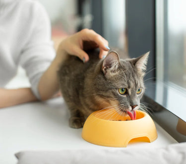 Cymbia Oral Care + Dental Cat 70 Chews