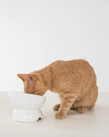 Dexypaws Raised Ceramic Cat Bowl, White Cat 7oz (NEW)