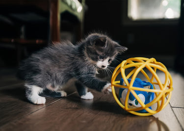 Multipet® Sonic the Hedgehog® Cage Ball for Cats