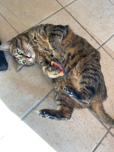 Doggles - Funky Feline Organic Catnip Disc SALE