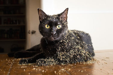 Frank & Oph – Premium Organic Catnip – 30 gram bag