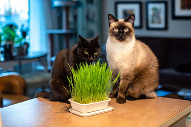 Fog Farms Wheat Cat Grass
