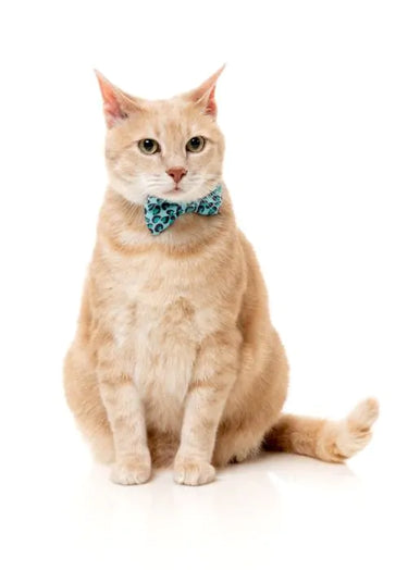 FuzzYard Wild One Aqua - Cat Fashion Pack (NEW)