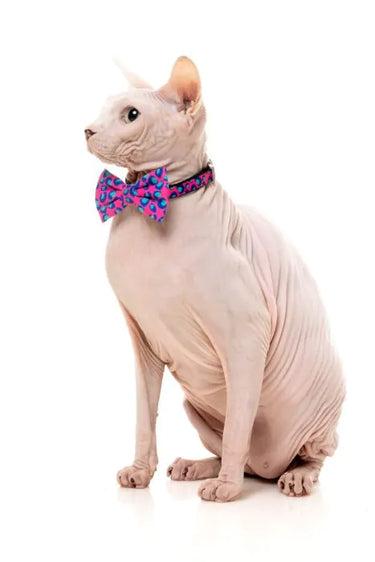 FuzzYard Wild One Bubblegum - Cat Fashion Pack (NEW)