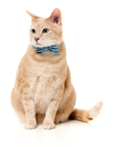 FuzzYard Soy Sauce Fish - Cat Fashion Pack (NEW)
