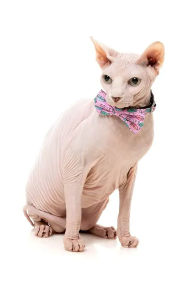 FuzzYard Meowcarons - Cat Fashion Pack (NEW)