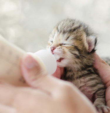 Grober Kitten Gro Milk Replacer