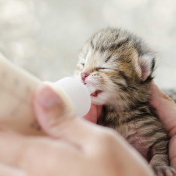 Grober Kitten Gro Milk Replacer