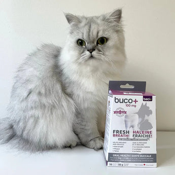 Baci+ BUCO Dental Care for Cats and Dogs - Cats Paradise