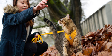 RC Pets Adventure Kitty Harness Teal - Cats Paradise