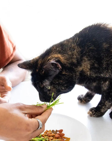 Pet Greens Self Grow Pet Grass 3 oz - Cats Paradise