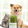 Pet Greens Self Grow Pet Grass 3 oz - Cats Paradise