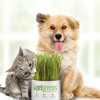 Pet Greens Self Grow Pet Grass 3 oz - Cats Paradise