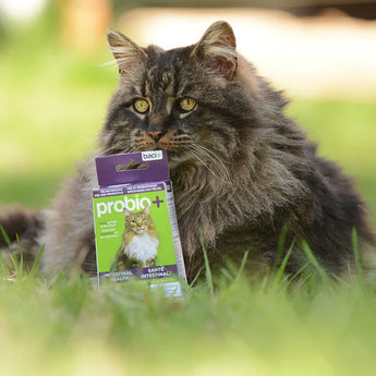 Baci + Probio+ Cat - Cats Paradise